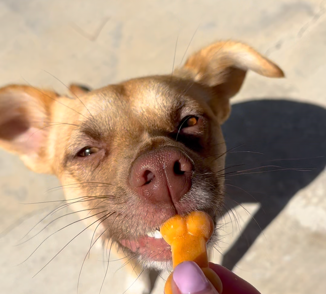 dog eating DIY 3-Ingredient Itchy Skin Remedy Pumpkin Treat