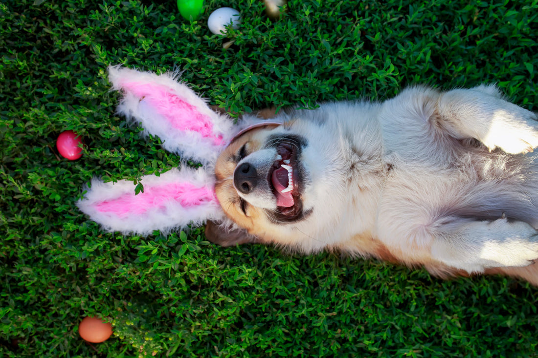 happy dog laying on their back in grass surrounded by Easter eggs and with bunny ears on their head