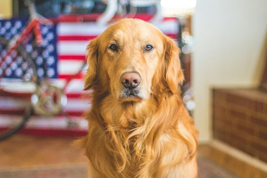 Celebrating K9 Veterans Day