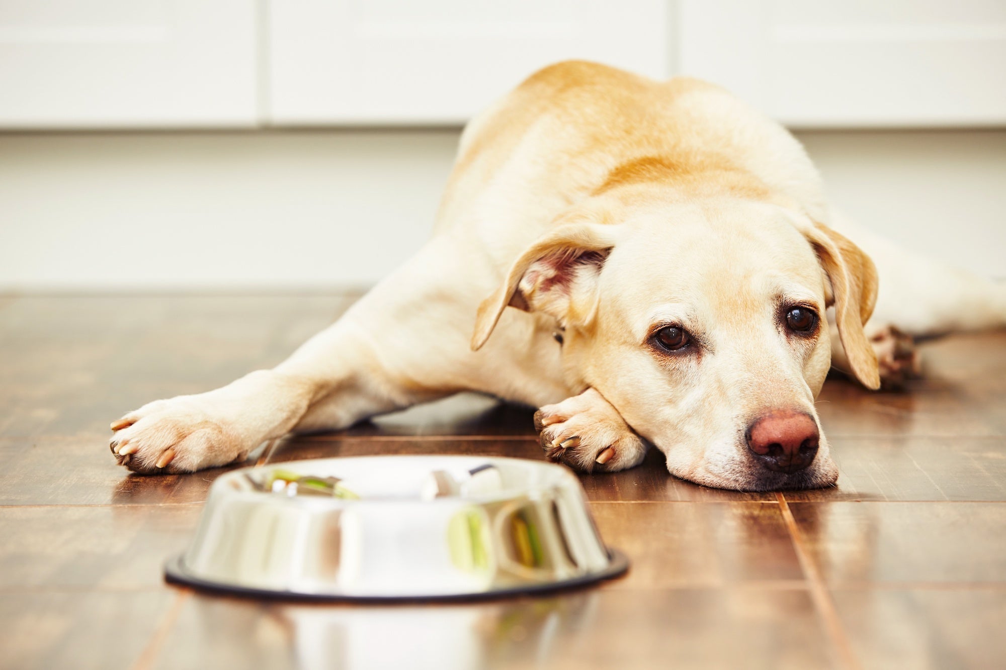 Dog not eating from hot sale bowl