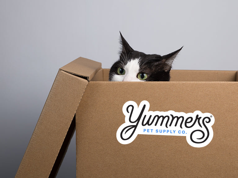 Cat hiding in shipping box