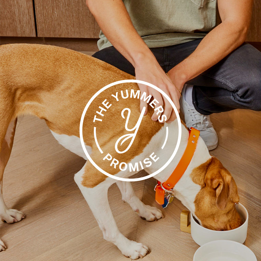 Yummers Promise icon over image of happy dog eating