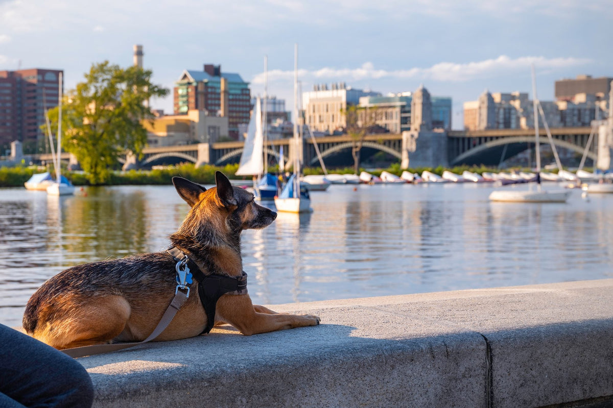 13 Pet-friendly Spots in Boston Perfect for Dogs