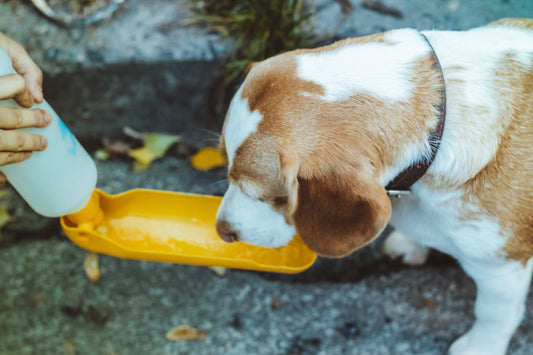 Dog drinking water out of a travel water bottle