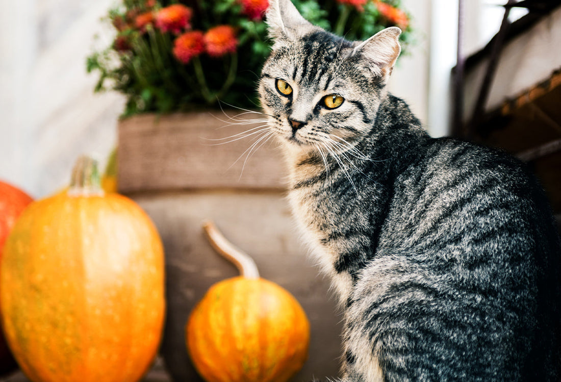 cat sitting in front of pumpkins