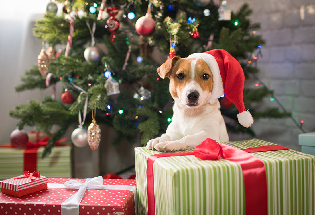 dog wearing Sant hat surrounded by Christmas gifts with Christmas tree in the background