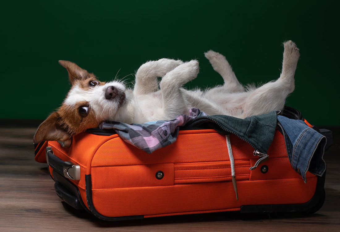 dog laying on its back in a suitcase