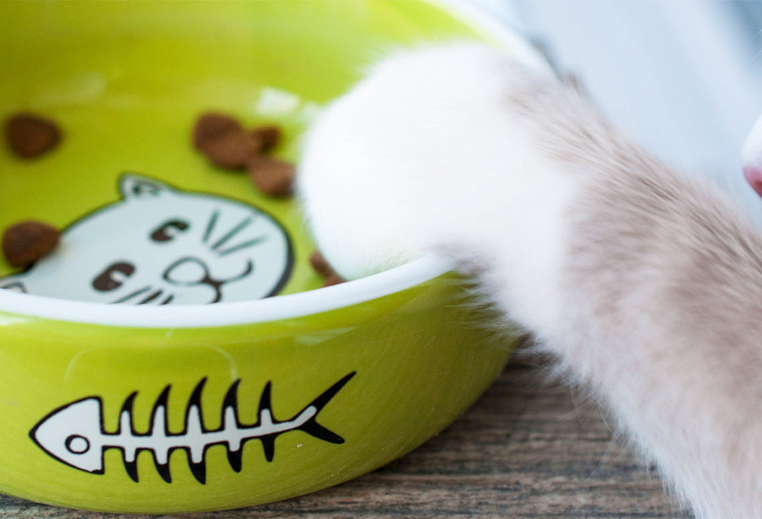 cat paw reaching in food bowl