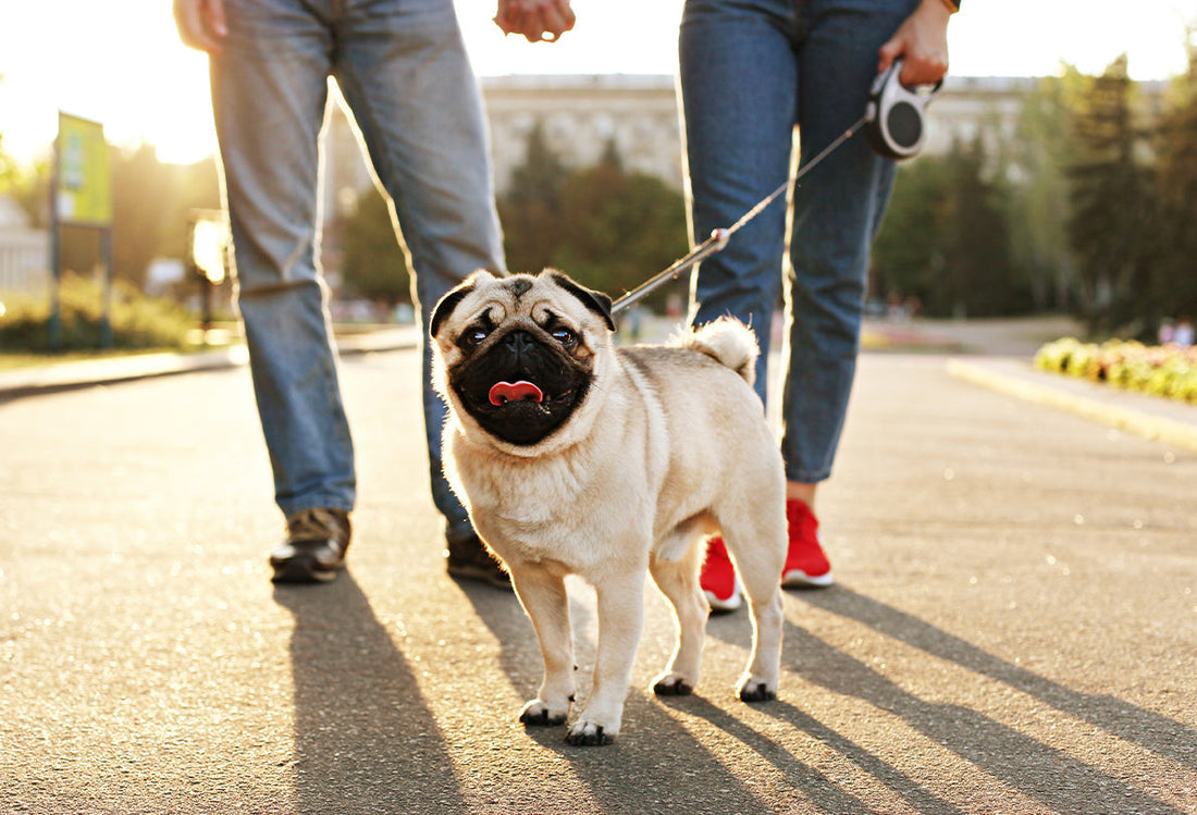 happy pug on a walk