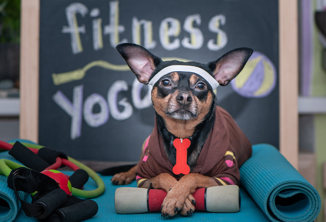 dog on a yoga mat in workout gear