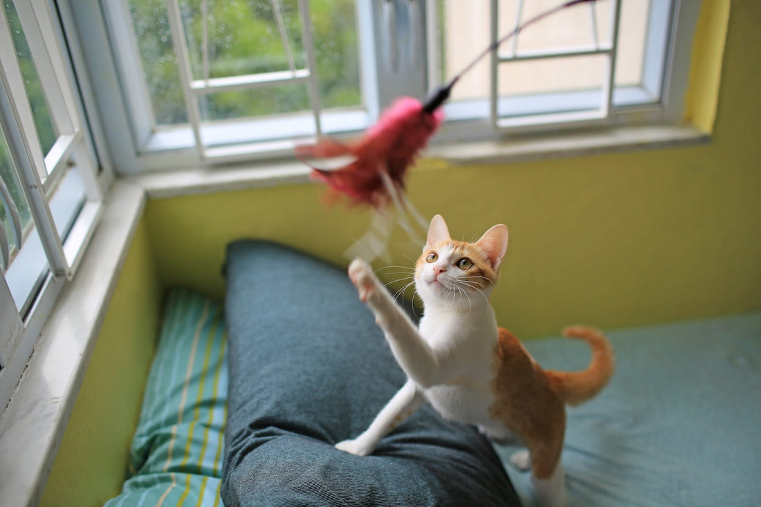 cat on couch playing with a feather toy