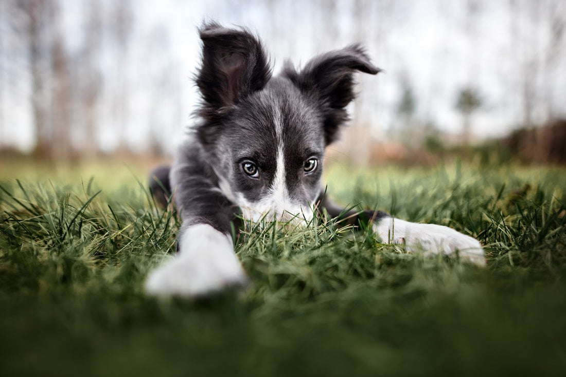 puppy laying in grass
