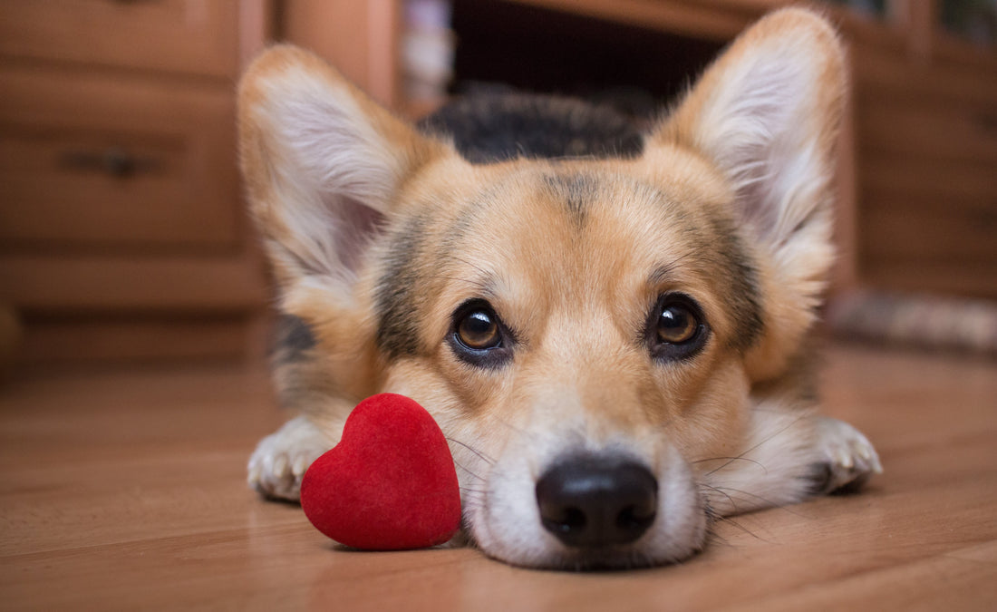 Valentine’s Day Activities for You and Your Pet