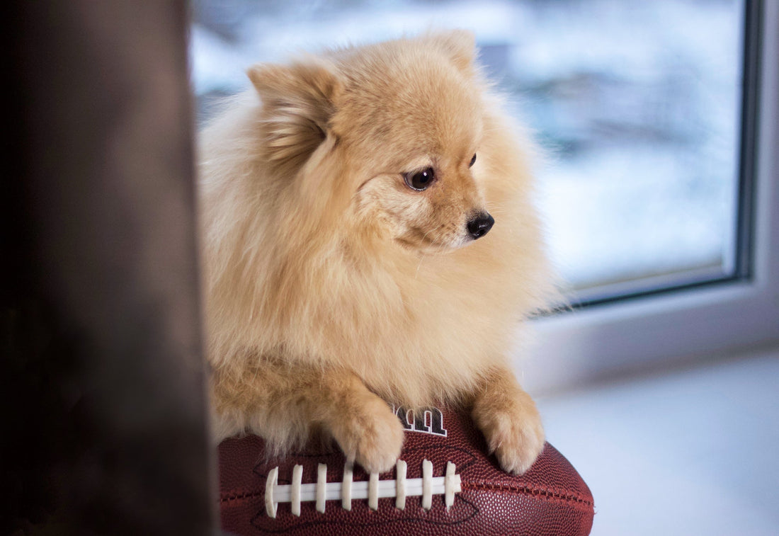 Get Ready for the Big Game with Your Pet