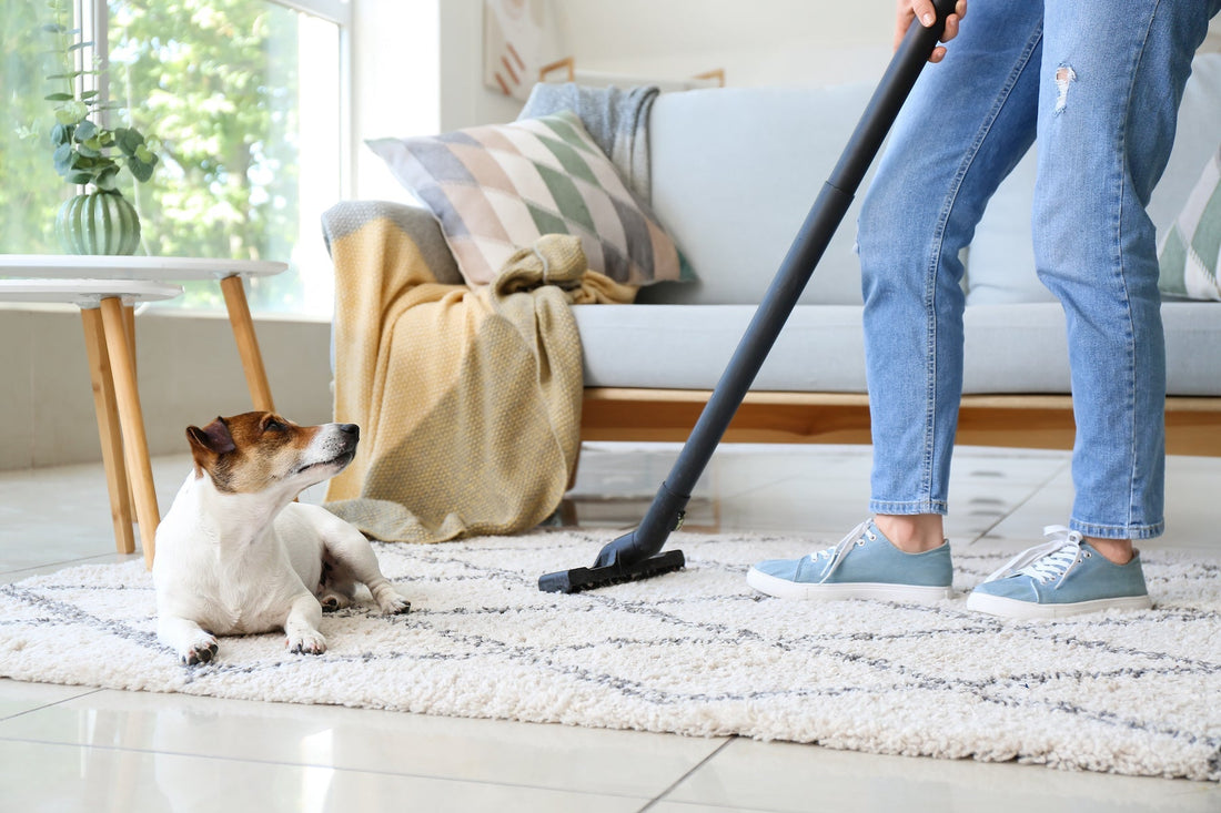 Top Spring Cleaning Tips for Pet Parents