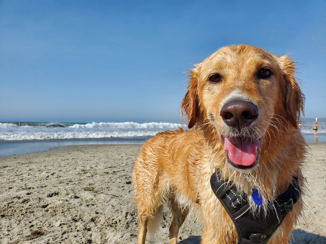 Happy golden retriever on a San Diego beach