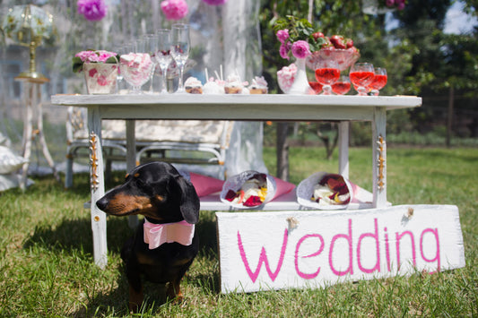 Dachshund standing next to hand painted sign that says Wedding in front of a table with flowers and cocktails