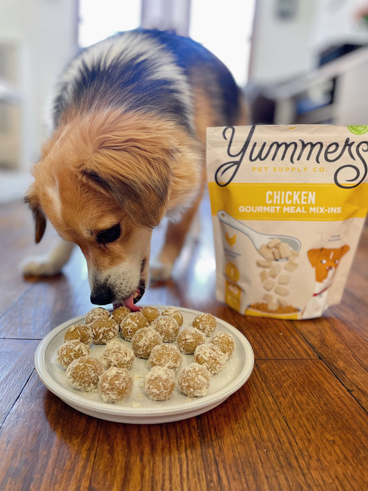 Dog eating DIY No-Bake Chicken Bite Treats for Dogs