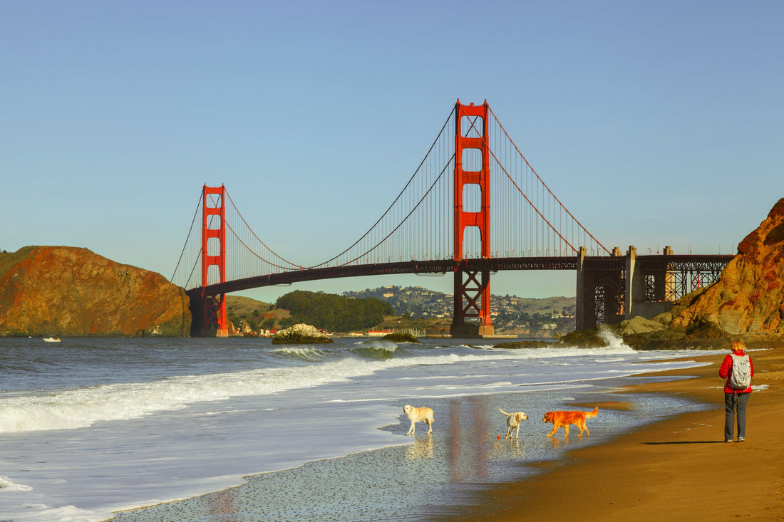 Dogs running on beach by Golden Gate Bridge