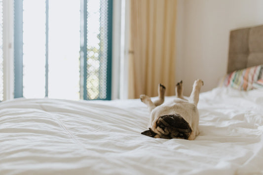 Pug relaxing on a hotel bed.