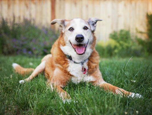 happy senior dog