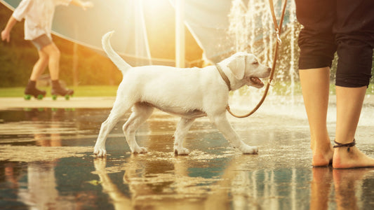 puppy playing in the water during summer