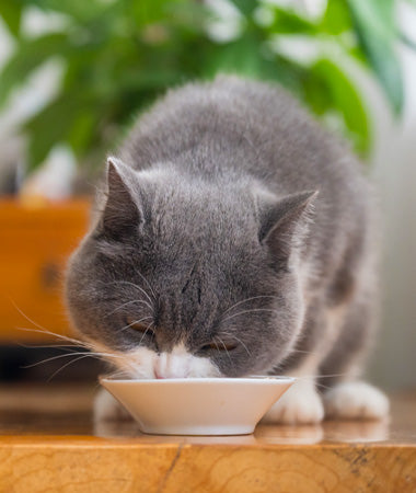 cat eating out of a small ceramic bowl