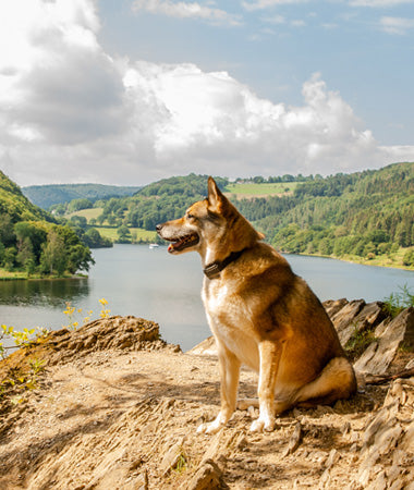 dog sitting on hill overlooking a lake with mountains in the background