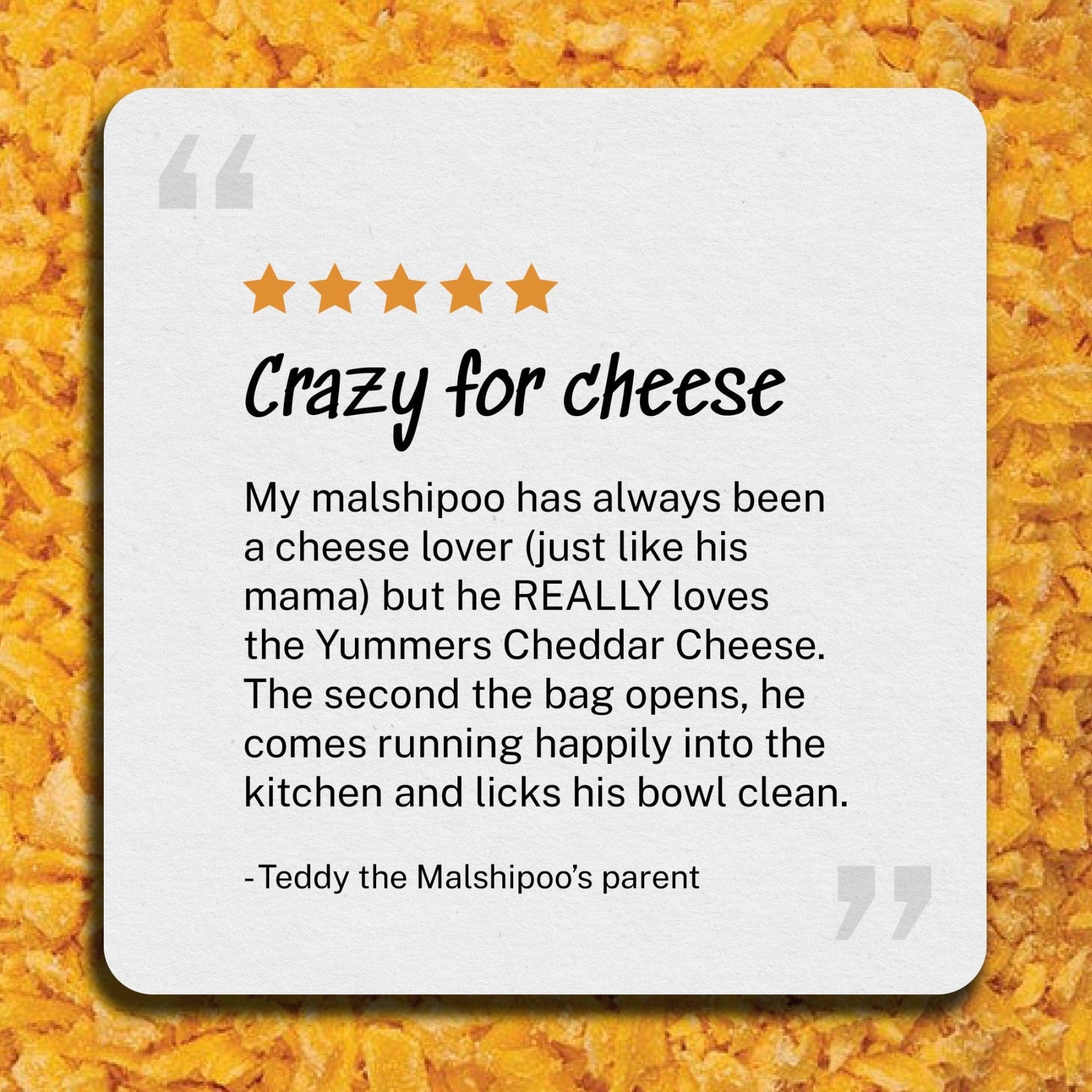 Review: Crazy for cheese - My malshipoo has always been a cheese lover (just like his mama) but he REALLY loves the Yummers Cheddar Cheese. The second the bag opens, he comes running happily into the kitchen and licks his bowl clean. - Teddy the Malshipoo’s parent